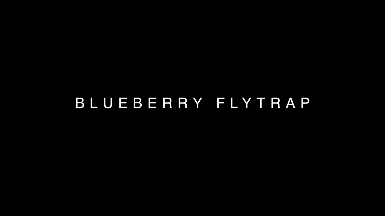 Blueberry Flytrap Trailer