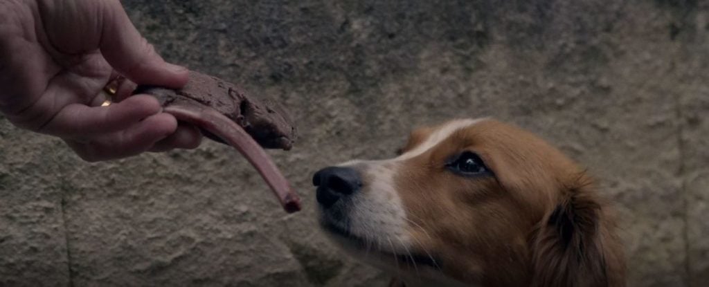 Bone - Short Film Review - Indie Shorts Mag