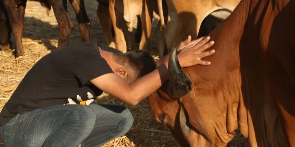 Gau Premi (For the Love of Cow) - Documentary Review - Indie Shorts Mag