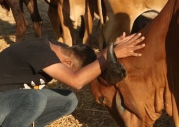Gau Premi (For the Love of Cow) - Documentary Review - Indie Shorts Mag