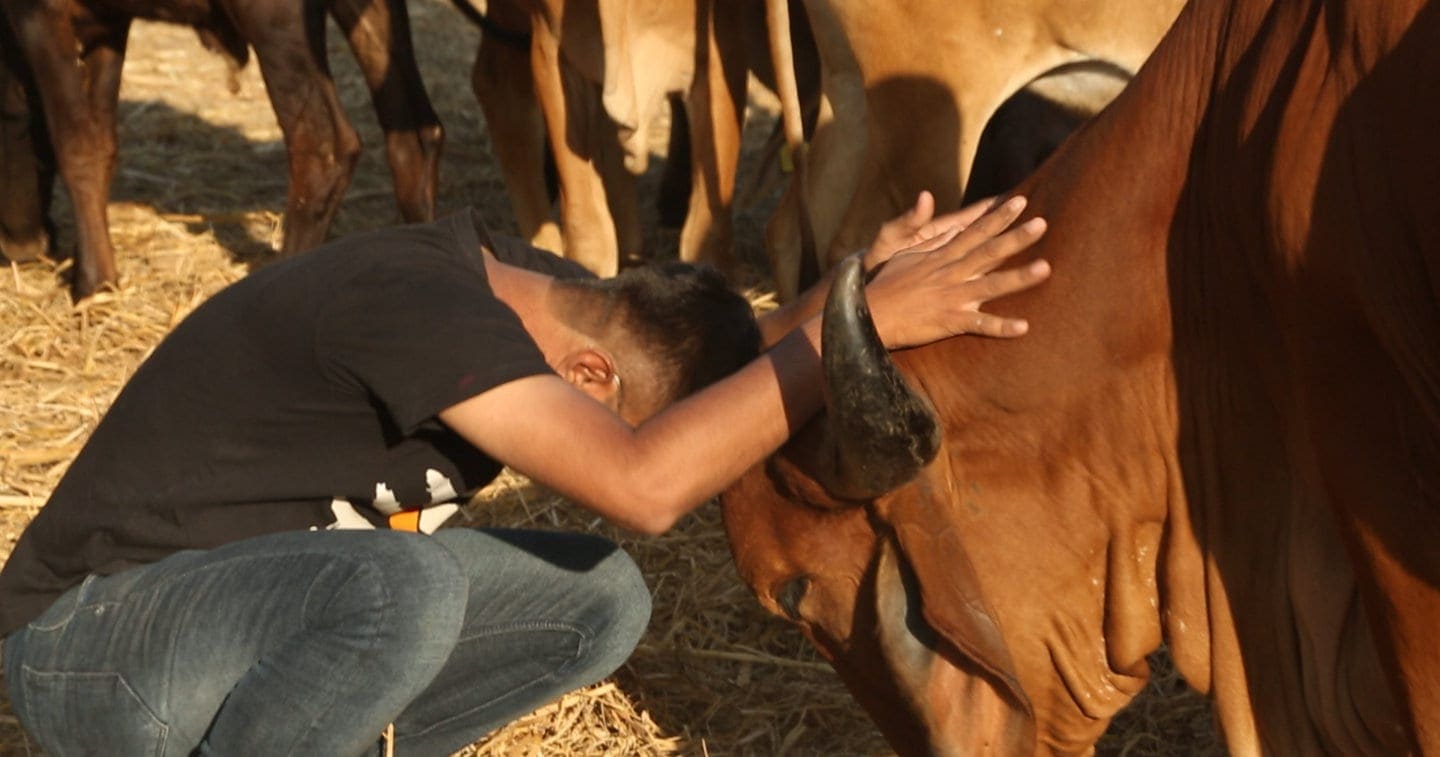 Gau Premi (For the Love of Cow) - Documentary Review - Indie Shorts Mag